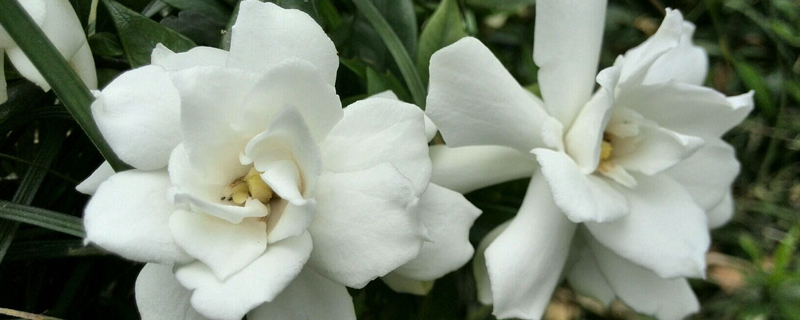 醋可以浇哪些植物?这几种花“吃了醋”,疯长爆满盆 醋可以浇哪些植物?这几种花“吃了醋”,疯长爆满盆
