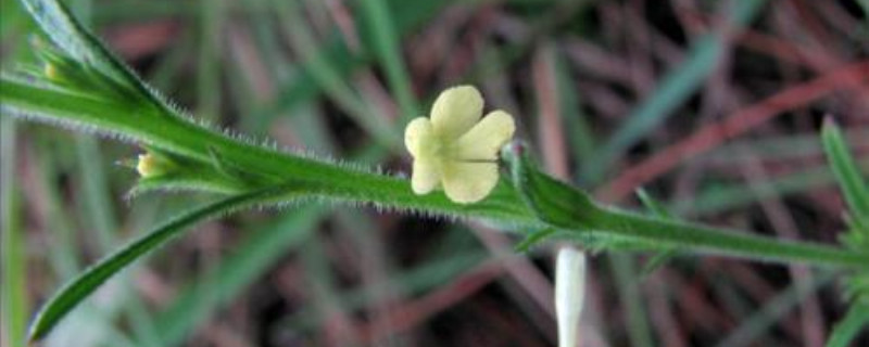 独脚金的种植方法、栽培技术 独脚金的种植方法、栽培技术