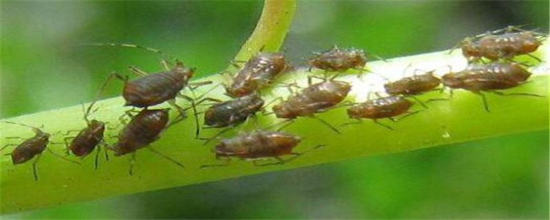 介壳虫用什么药最管用,还有什么方法 介壳虫用什么药最管用,还有什么方法