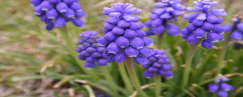 蓝风铃花语,怎么养殖 蓝风铃花语,怎么养殖
