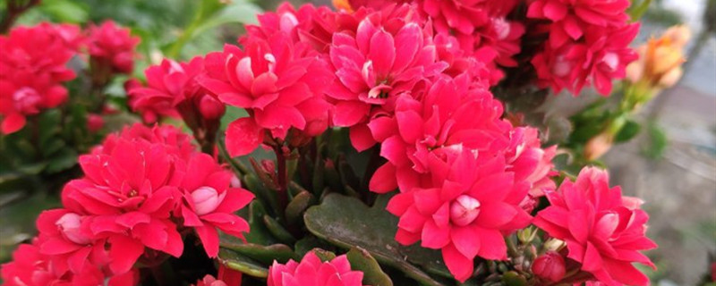 长生花怎么养 长生花怎么养