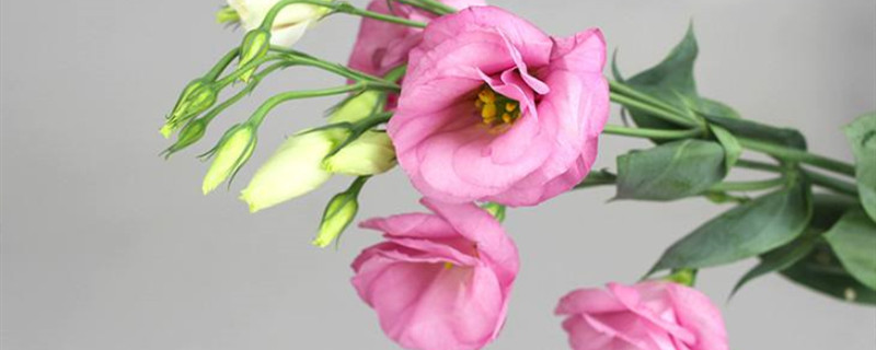 粉色桔梗花语,不同颜色的花语 粉色桔梗花语,不同颜色的花语