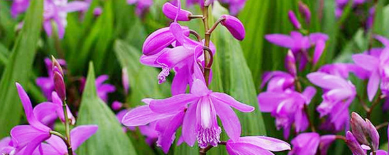 白芨种植 白芨种植