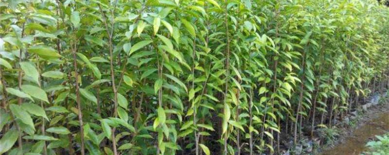 沉香木种植 沉香木种植