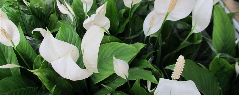 家里再穷也要养这3种花 家里再穷也要养这3种花