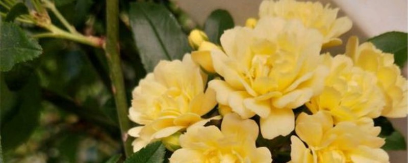 黄木香几年可以开花,黄木香有香味吗 黄木香几年可以开花,黄木香有香味吗