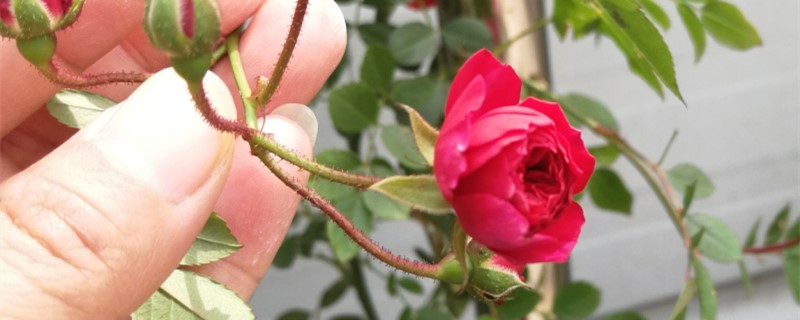 甜蜜红木香植物有毒吗,红木香图片及价格 甜蜜红木香植物有毒吗,红木香图片及价格
