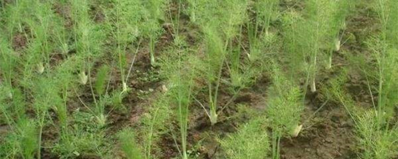 茴香怎么种 茴香怎么种