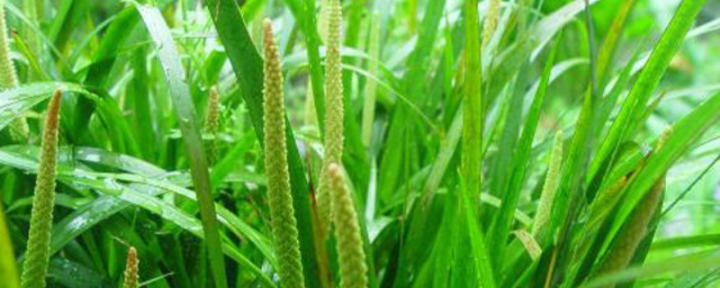 石菖蒲与水菖蒲的区别 石菖蒲与水菖蒲的区别