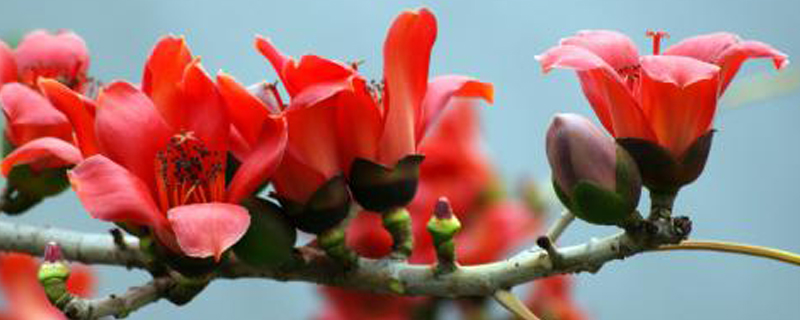 英雄花是什么花 英雄花是什么花