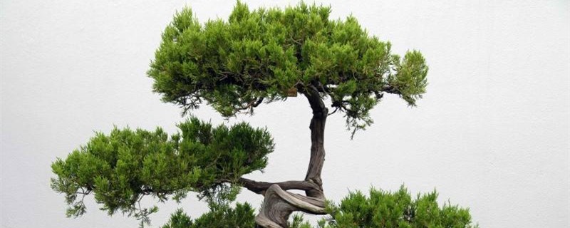 小盆景迎客松怎么养 小盆景迎客松怎么养