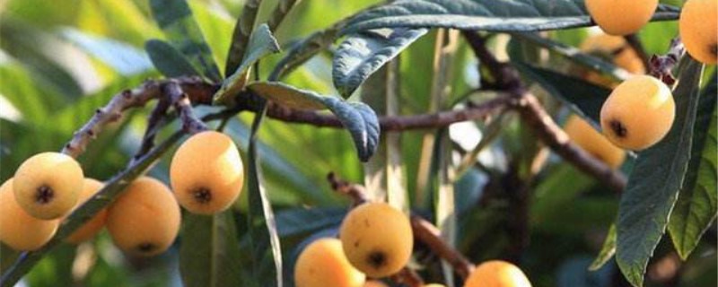 枇杷子可以种吗 枇杷子可以种吗