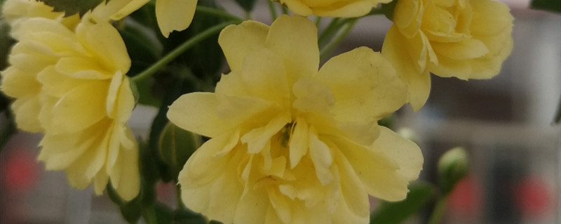 木香花几月扦插 木香花几月扦插