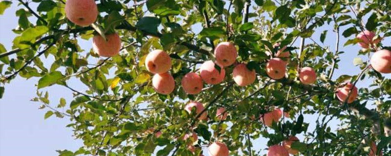 苹果树修剪方法 苹果树修剪方法