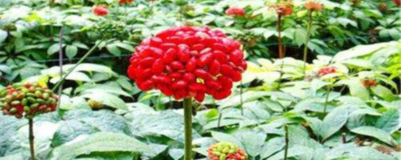 田七花怎么养 田七花怎么养