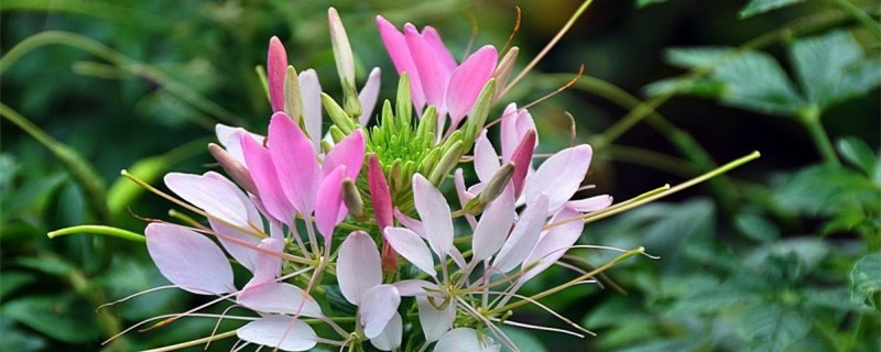 龙须花怎么养(养殖方法详解) 龙须花怎么养(养殖方法详解)
