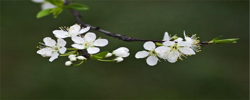 李子树怎么嫁接 李子树怎么嫁接