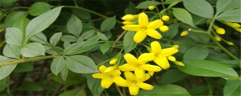探春花修剪方法 探春花修剪方法