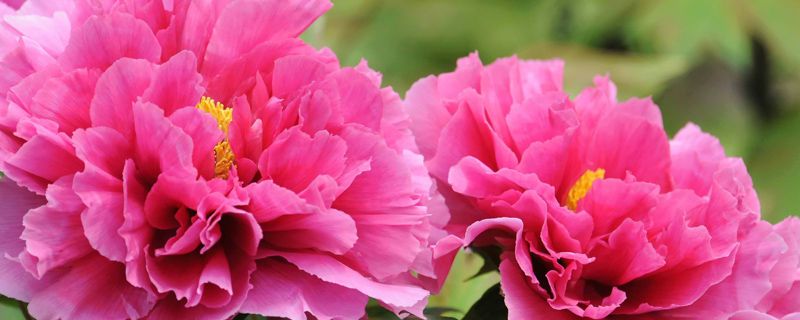富贵满堂花怎么养 富贵满堂花怎么养