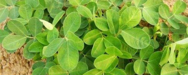 花生几月份播种 花生几月份播种