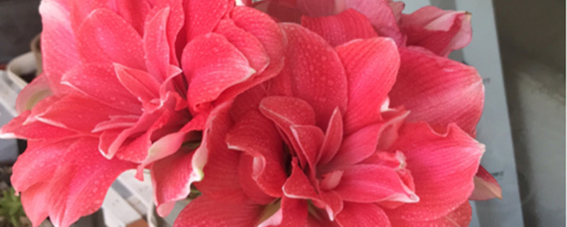 对红花在家怎么养 对红花在家怎么养
