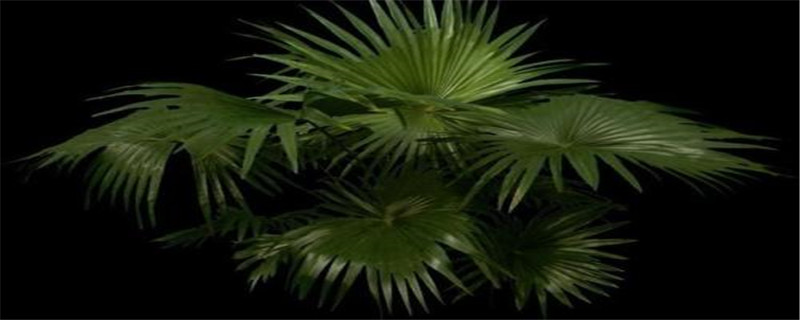 家里能不能种扇子树 家里能不能种扇子树