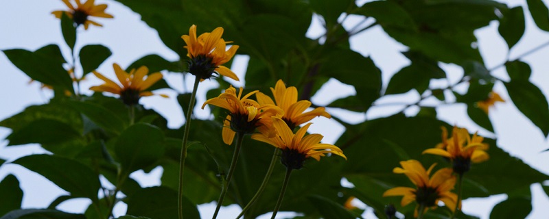 菊芋的养殖方法 菊芋的养殖方法