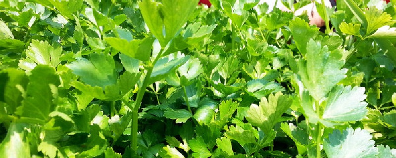 芹菜的养殖方法 芹菜的养殖方法