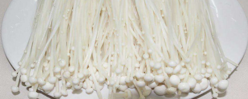 金针菇怎么养 金针菇怎么养
