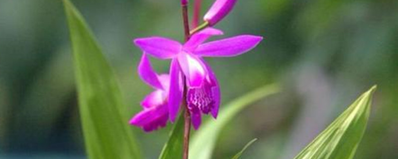 白芨的养殖方法 白芨的养殖方法