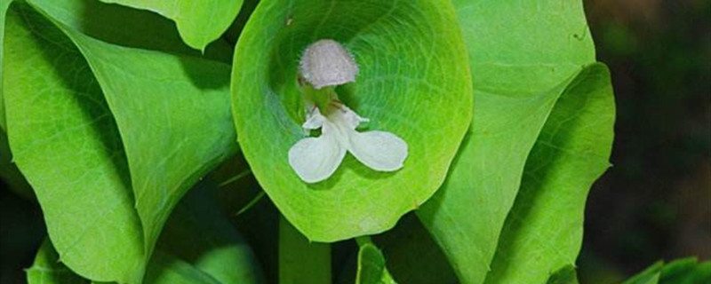 贝壳花怎么养 贝壳花怎么养