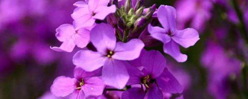 蓝香芥如何养 蓝香芥如何养