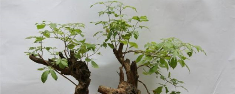 黄荆盆景怎么过冬 黄荆盆景怎么过冬