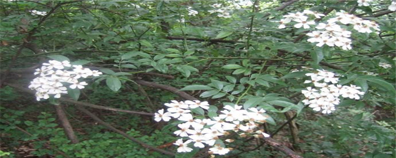 山木香什么时候嫁接 山木香什么时候嫁接
