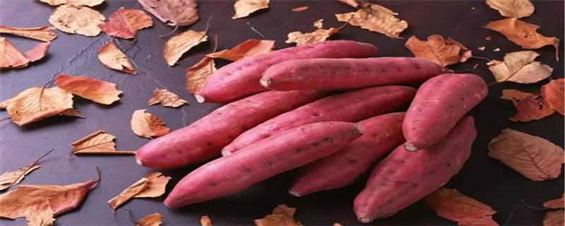 山芋育苗方法 山芋育苗方法