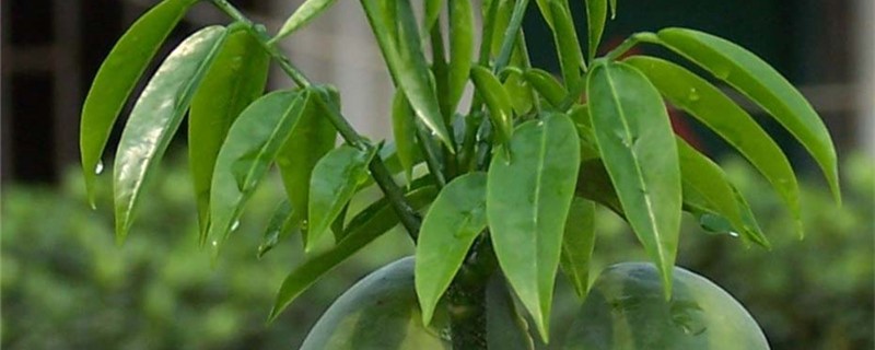 栗豆树怎么养 栗豆树怎么养