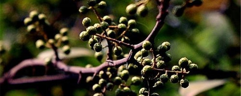 胡椒树的种植方法 胡椒树的种植方法