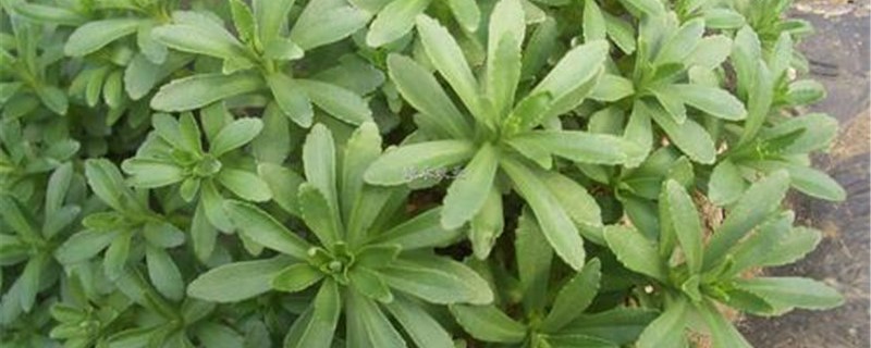 救心菜和养心菜的区别 救心菜和养心菜的区别