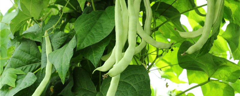 四季豆和刀豆的区别 四季豆和刀豆的区别