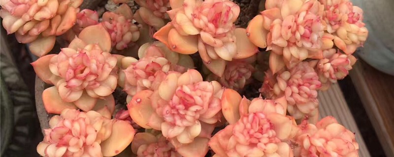 蜡牡丹和蒂亚的区别 蜡牡丹和蒂亚的区别
