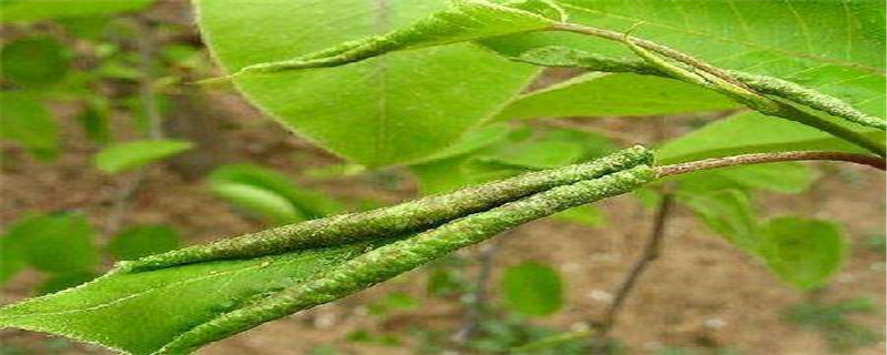 梨木虱用什么药防治 梨木虱用什么药防治