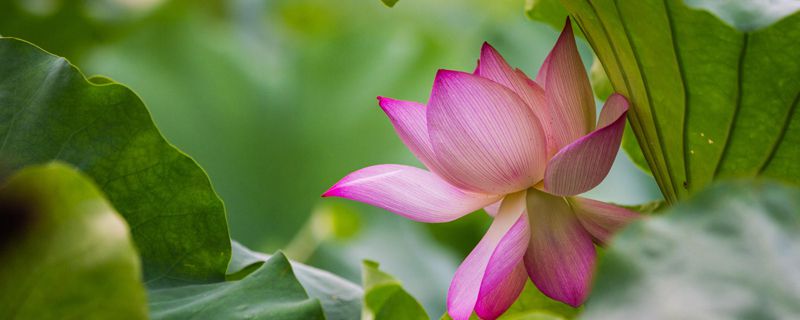夏天开什么花 夏天开什么花