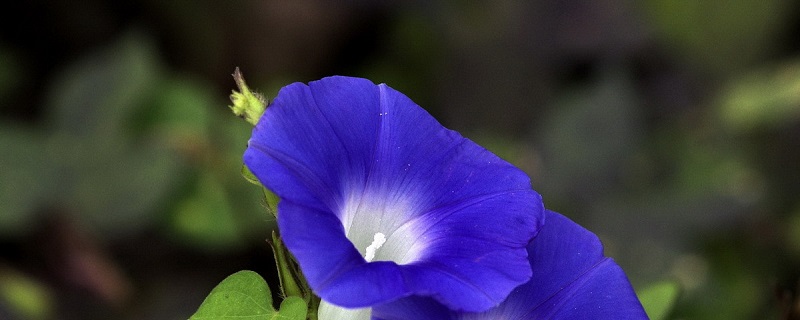牵牛花种子怎么种 牵牛花种子怎么种
