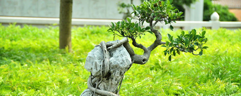 榕树盆景叶子发黄掉叶怎么办 榕树盆景叶子发黄掉叶怎么办
