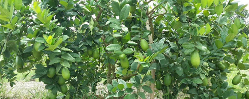 香水柠檬盆栽种植方法 香水柠檬盆栽种植方法