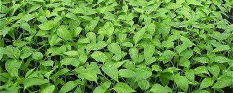 辣椒籽怎么发芽 辣椒籽怎么发芽