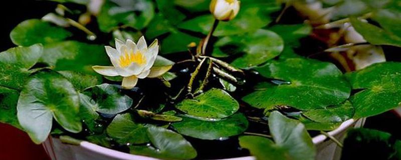 碗莲发芽后还用换水吗 碗莲发芽后还用换水吗