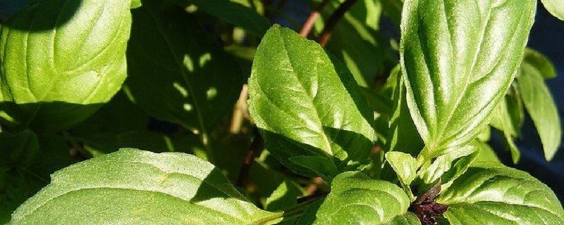 香草植物的养殖方法 香草植物的养殖方法