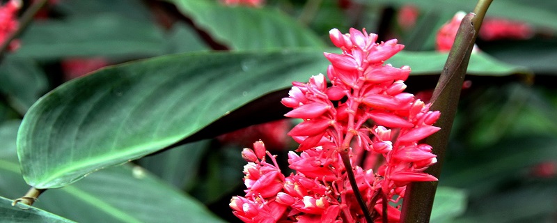 紫背竹芋的养殖方法 紫背竹芋的养殖方法