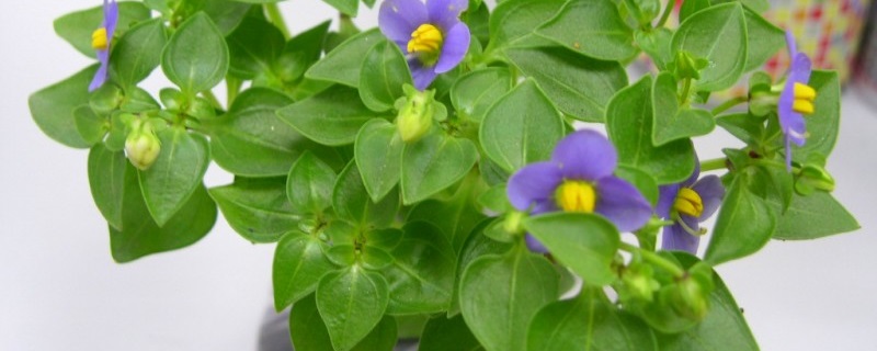 紫芳草的养殖方法 紫芳草的养殖方法